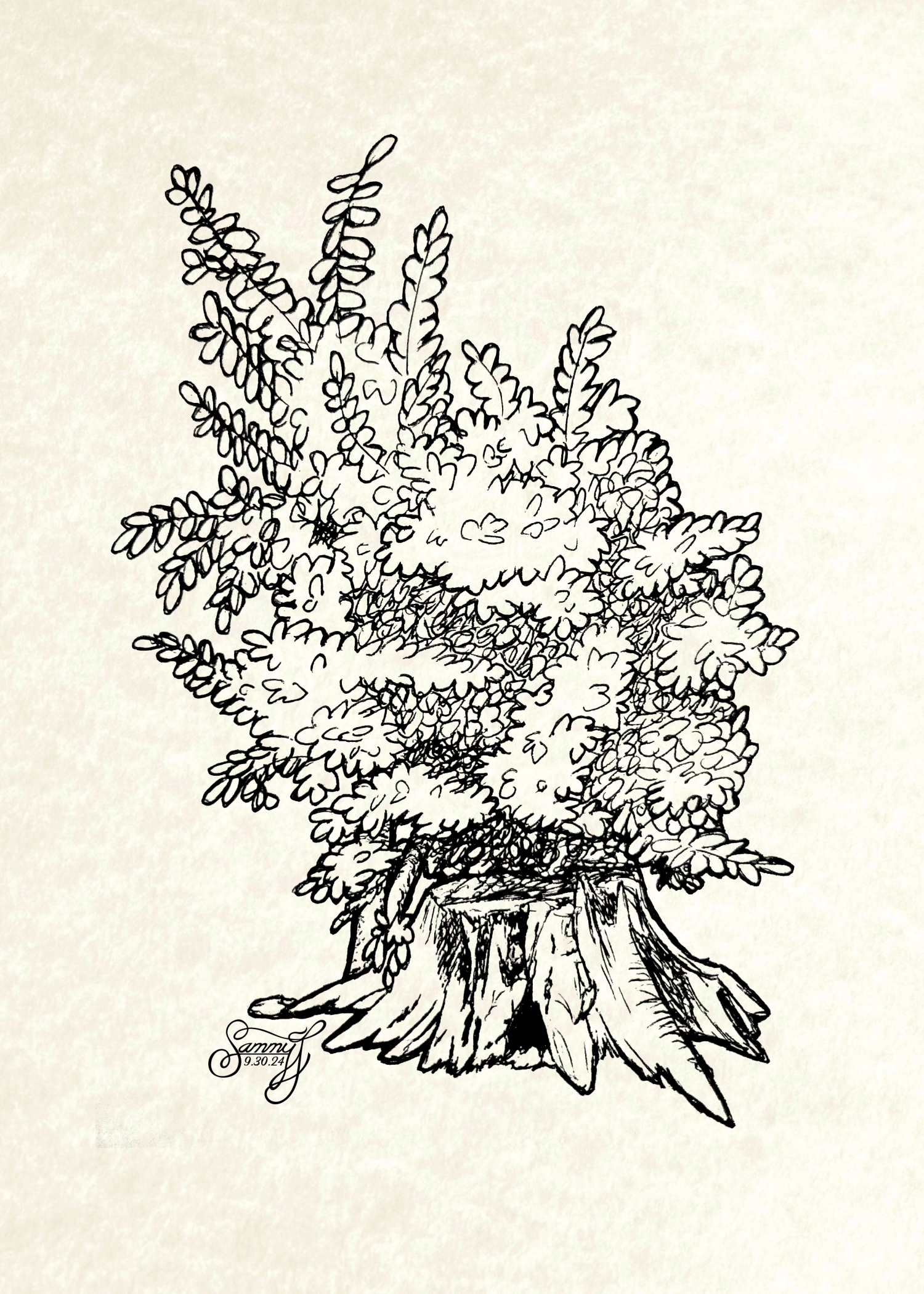 Ink drawing of a tree stump with a new tree growing behind it.